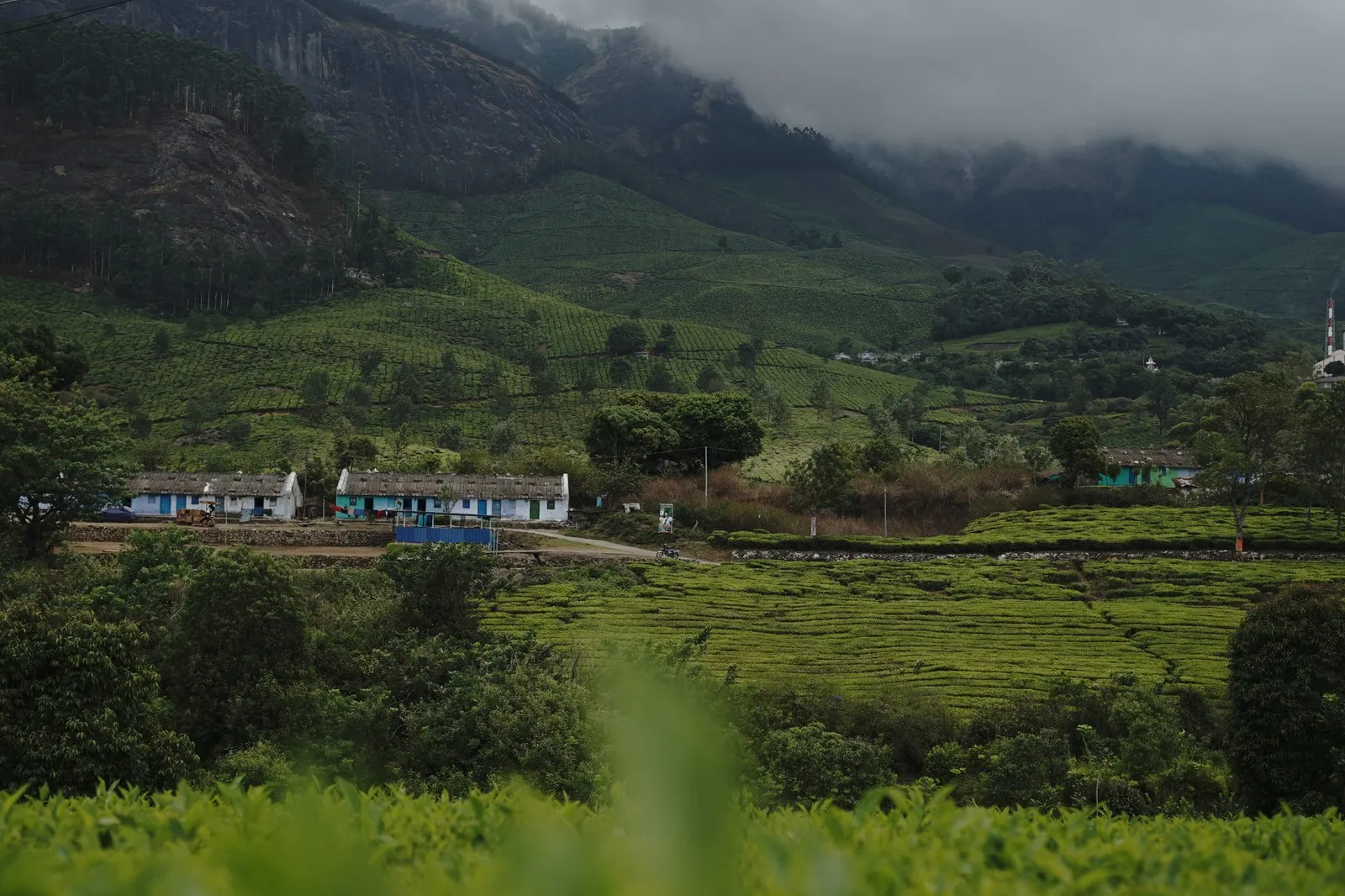 Tea bushes covering the slopes of a hill estate below misty mountains